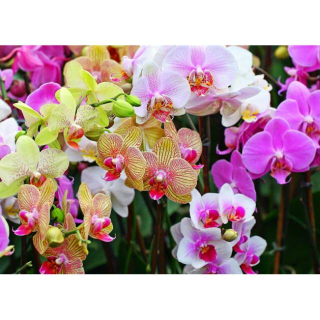 Anggrek bulan hybrid botol whiskey