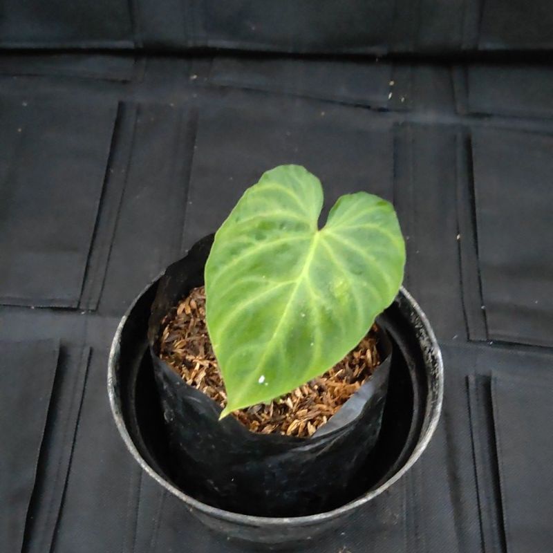 tanaman phillodendron verucosum