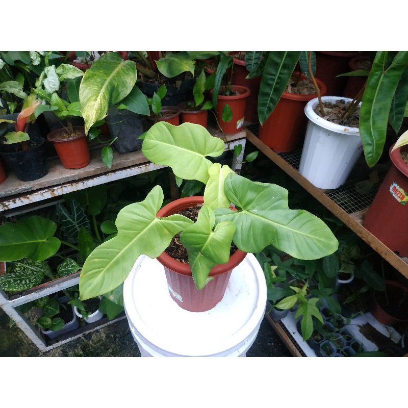 PHILODENDRON VIOLIN TANAMAN HIAS PHILODENDRON BIPENNIFOLIUM TANAMAN INDOOR