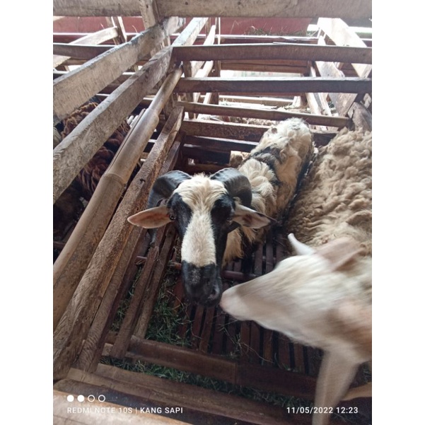 Kambing/Domba Qurban