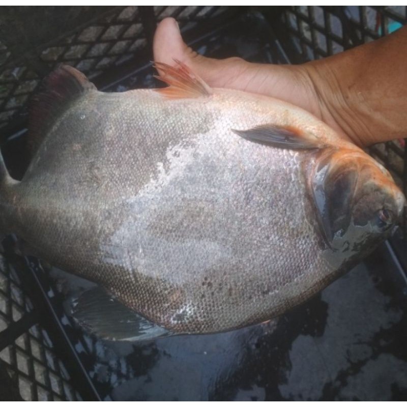 

Ikan Bawal Hidup 1kg