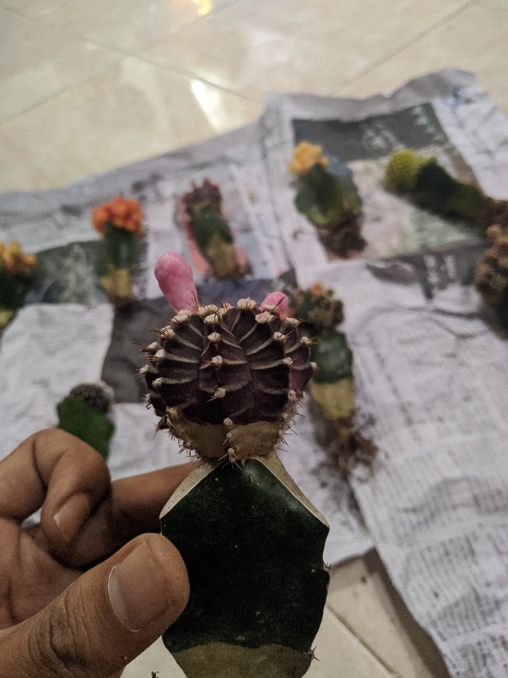 Kaktus Gymno Paket Sultan Dipot 10cm