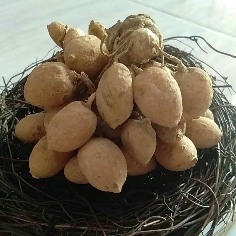 

KUNCI PEPET SEGAR 100 gram