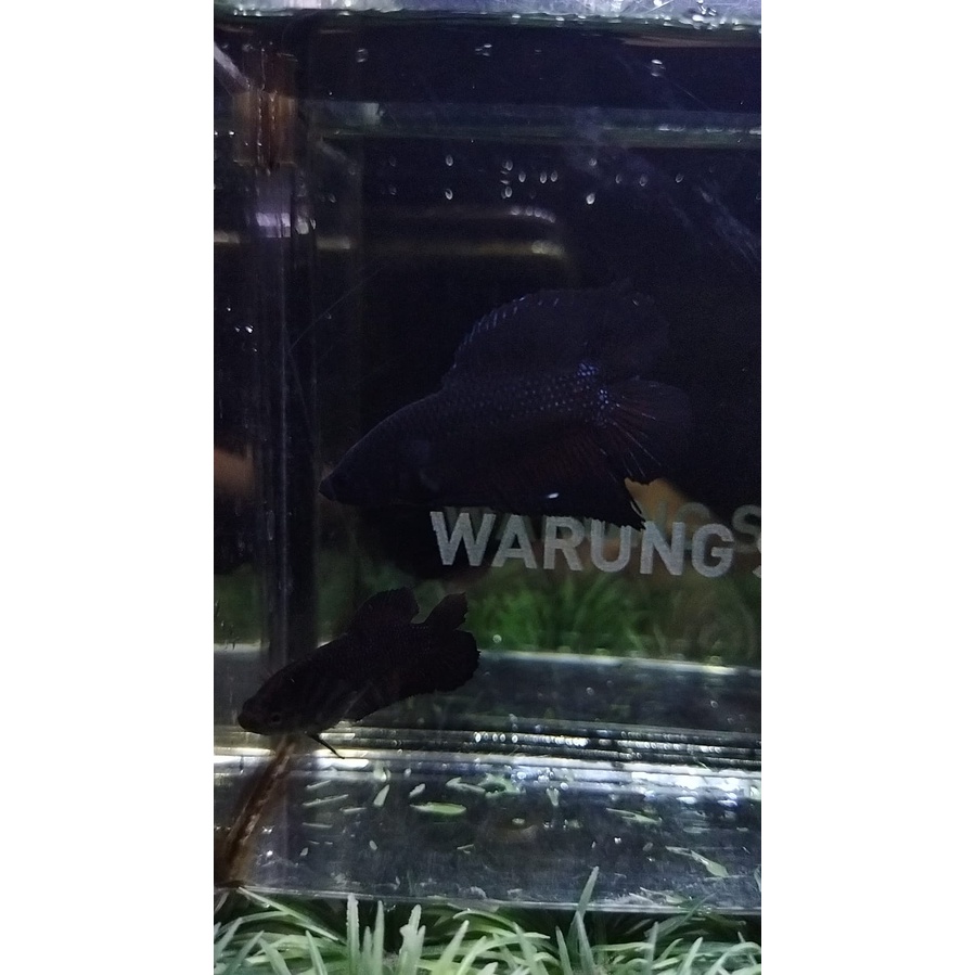 CUPANG SEPASANG PLAKAT DOUBLE TAIL/DTPK/PKDT BLACK LACE 100% REALPICT (77DTBL1)