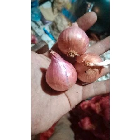 BAWANG MERAH PEKING BABY 1KG / BAWANG INDIA