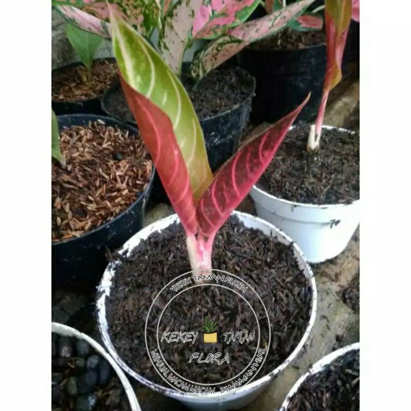 Tanaman Hias Bibit Aglonema Red Sumatra - Aglonema Red Sumatra