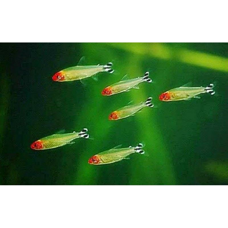 

ikan red nose