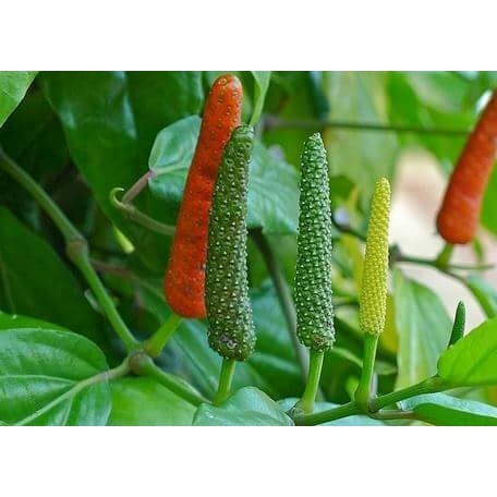 Cabe Puyang/Cabai Jawa/Cabai Puyang