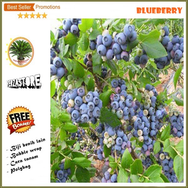 biji benih buah blueberry utara /10 biji-1