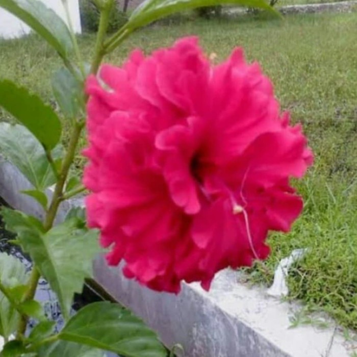 Tanaman kembang sepatu tumpuk merah