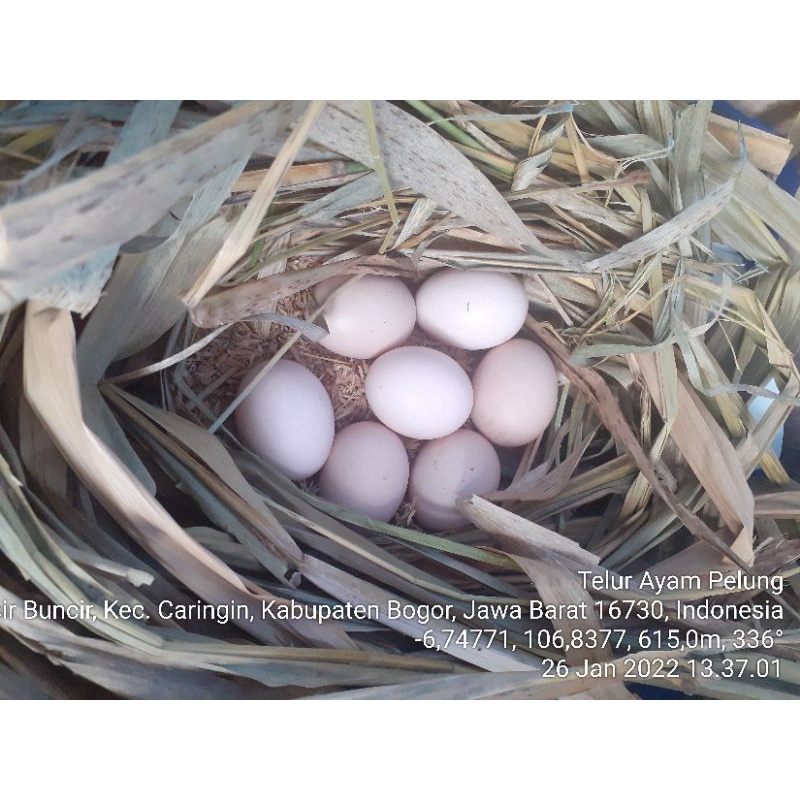 Telur ayam pelung fertil asli Cianjur