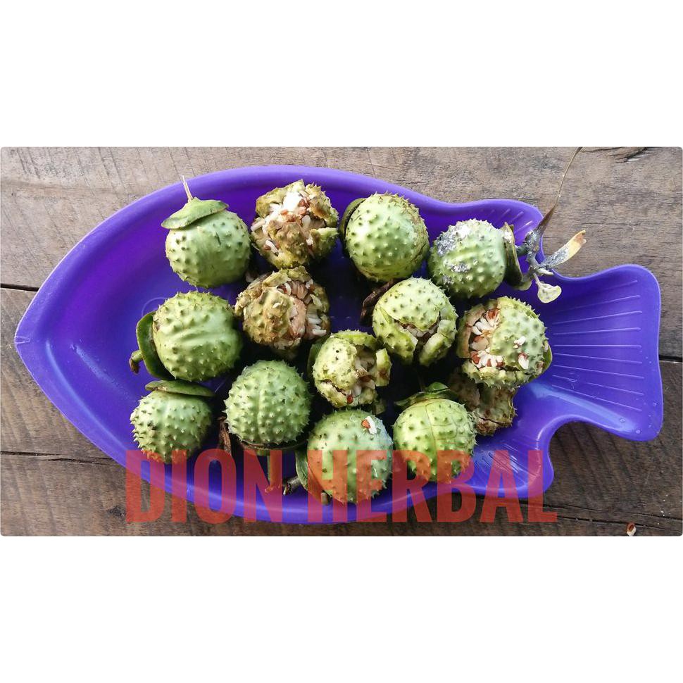 Freong Buah Kecubung Wulung Segar *_$