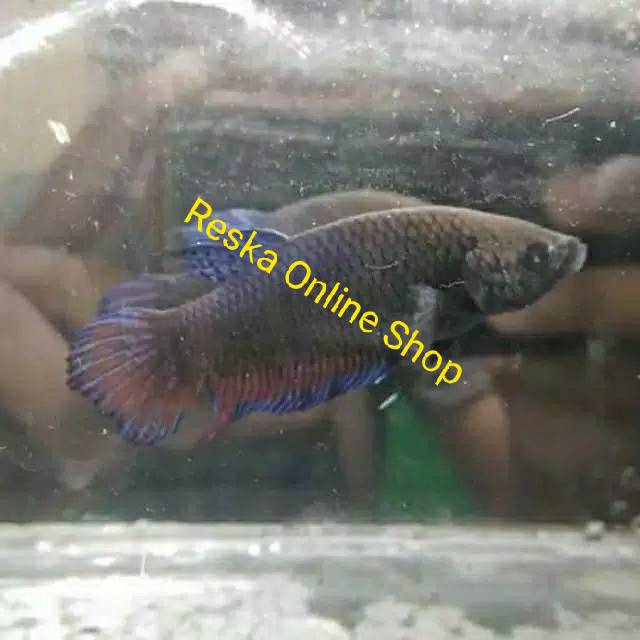 Ikan Cupang Adu Import Ipoh Original Betina Indukan Top Champion