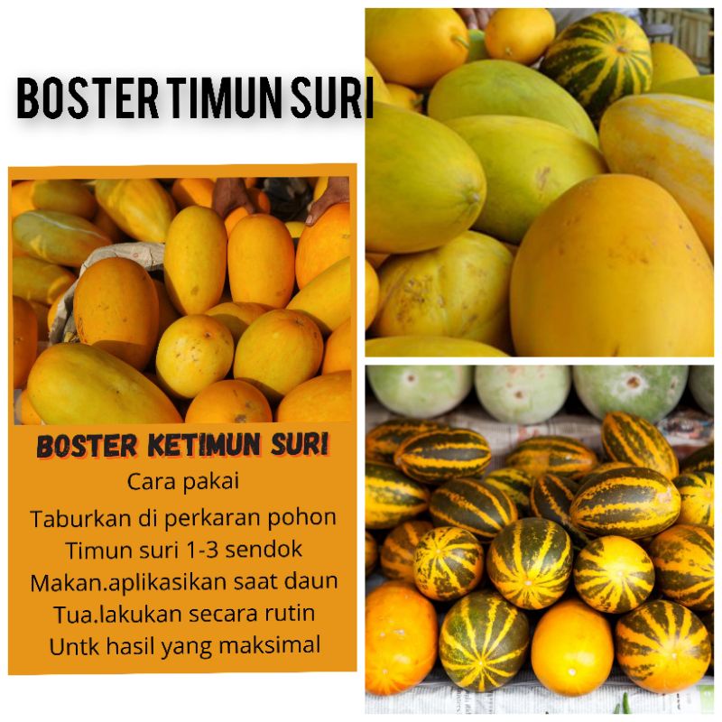 BOSTER TIMUN SURI BOOSTER TIMUN SURI PUPUK TIMUN SURI