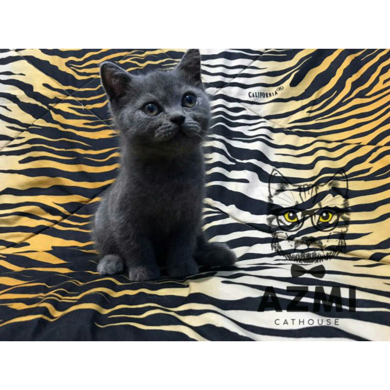 Kucing British Short Hair (BSH) Jantan 3 bulan  Shopee Indonesia