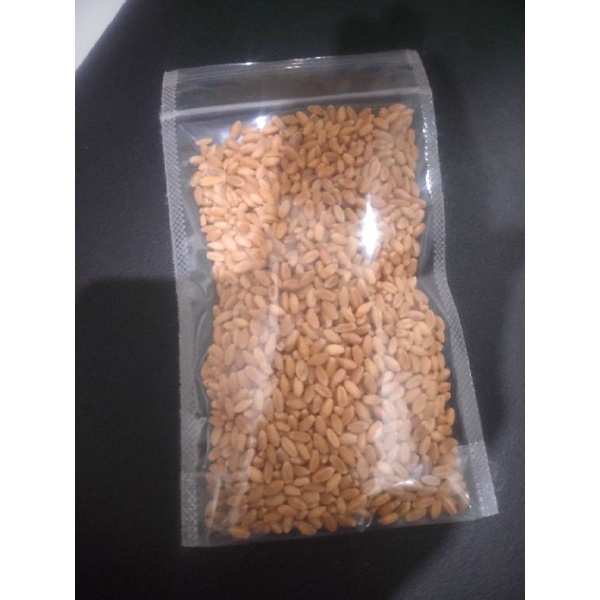 

biji gandum/catgrass 100 gram TERMURAH!!!