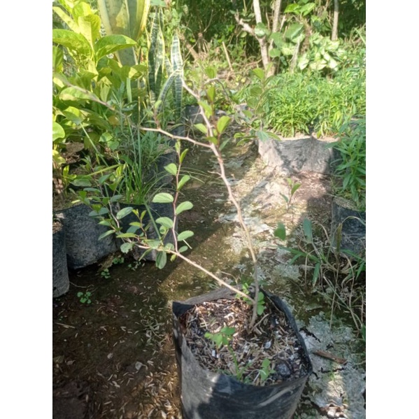 bibit herbal daun bidara