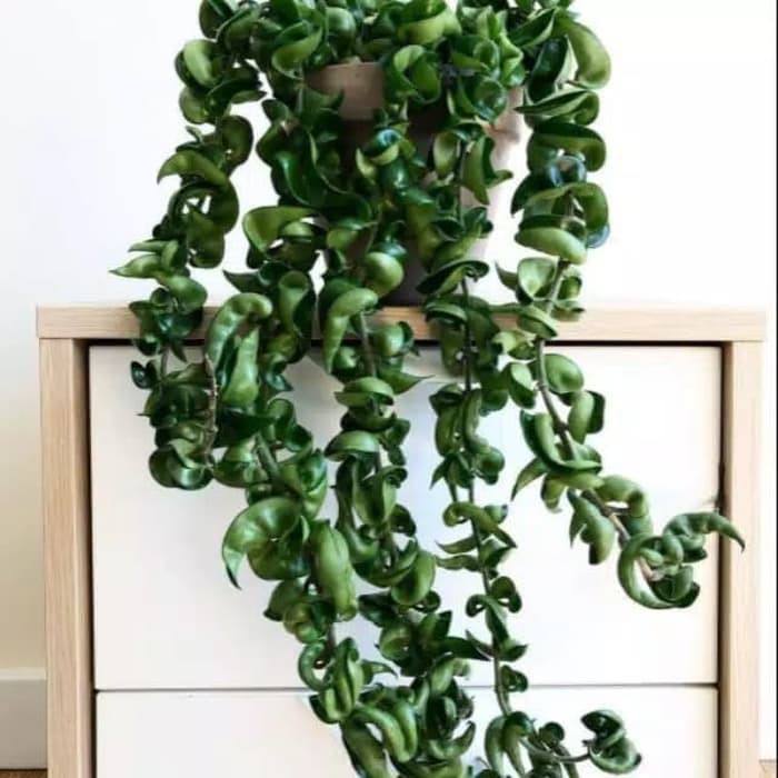 Tanaman hias gantung Hoya compacta  - hoya cornosa