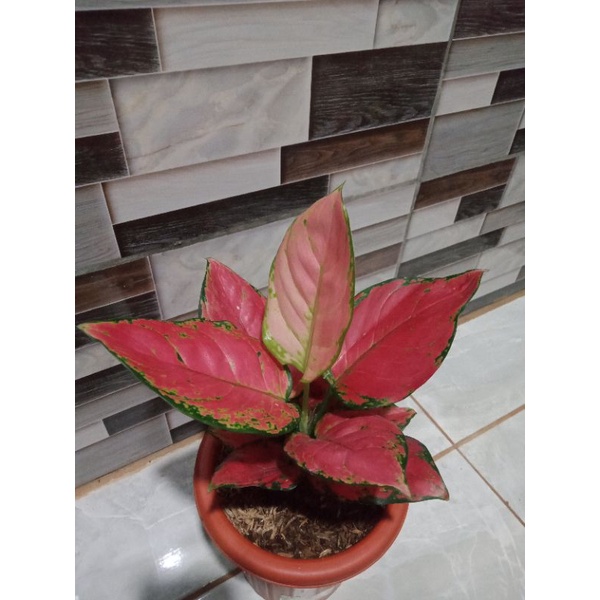 Aglonema Red Anjamani Remaja