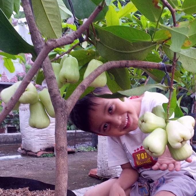 

PROMO BIBIT JAMBU AIR MADU DELI HIJAU MURAH