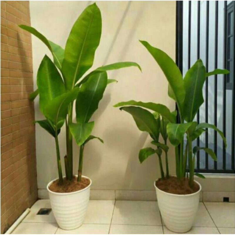 Pohon Pisang Karibay Tanaman Hias Indoor Pisang Karibai