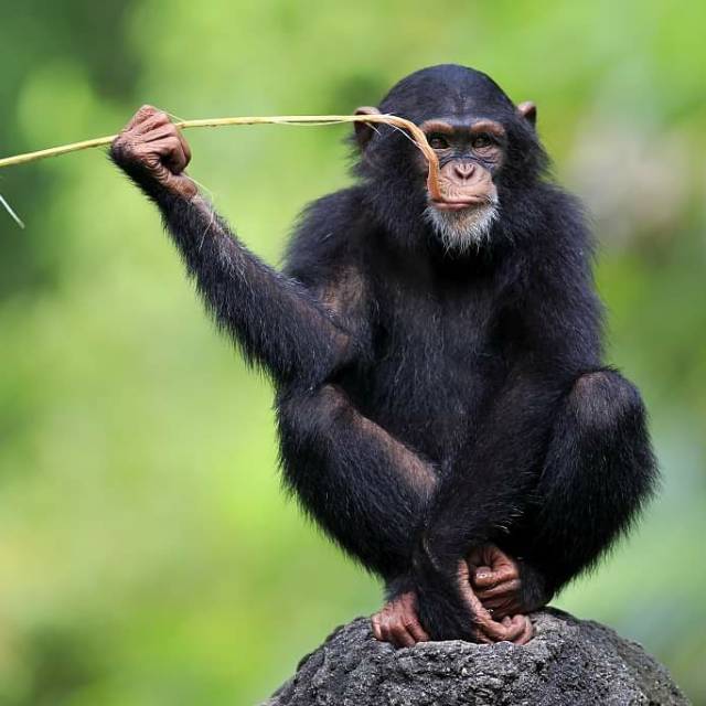 muhammad.trisutrisno