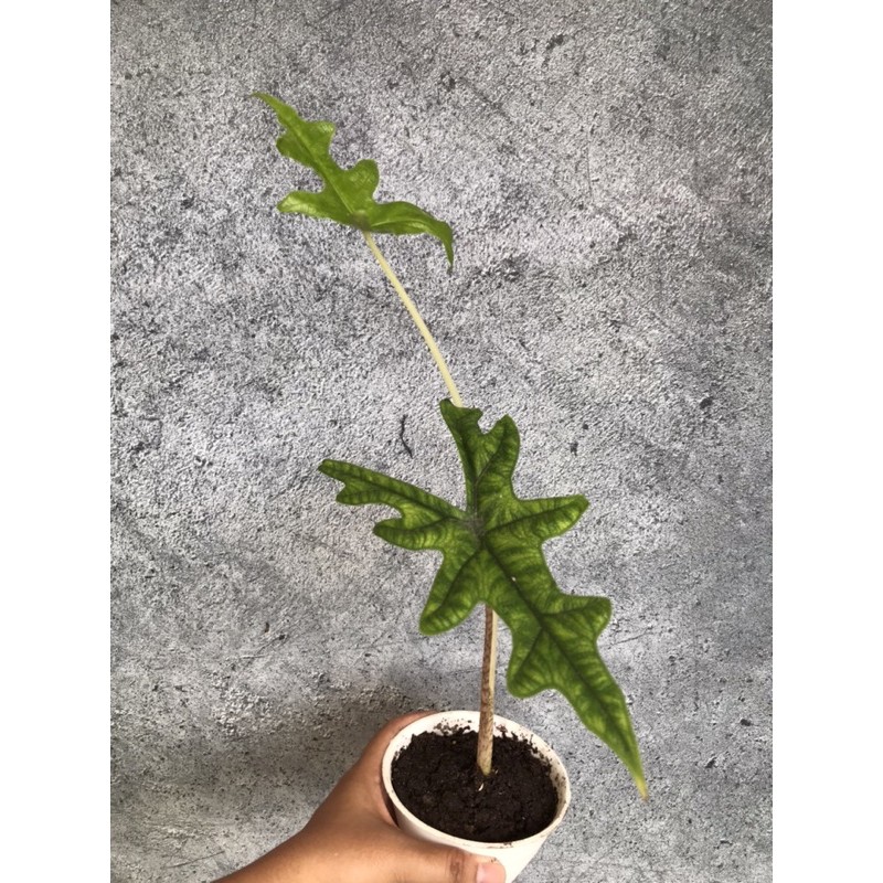 Alocasia Jacklyn Tandu Rusa