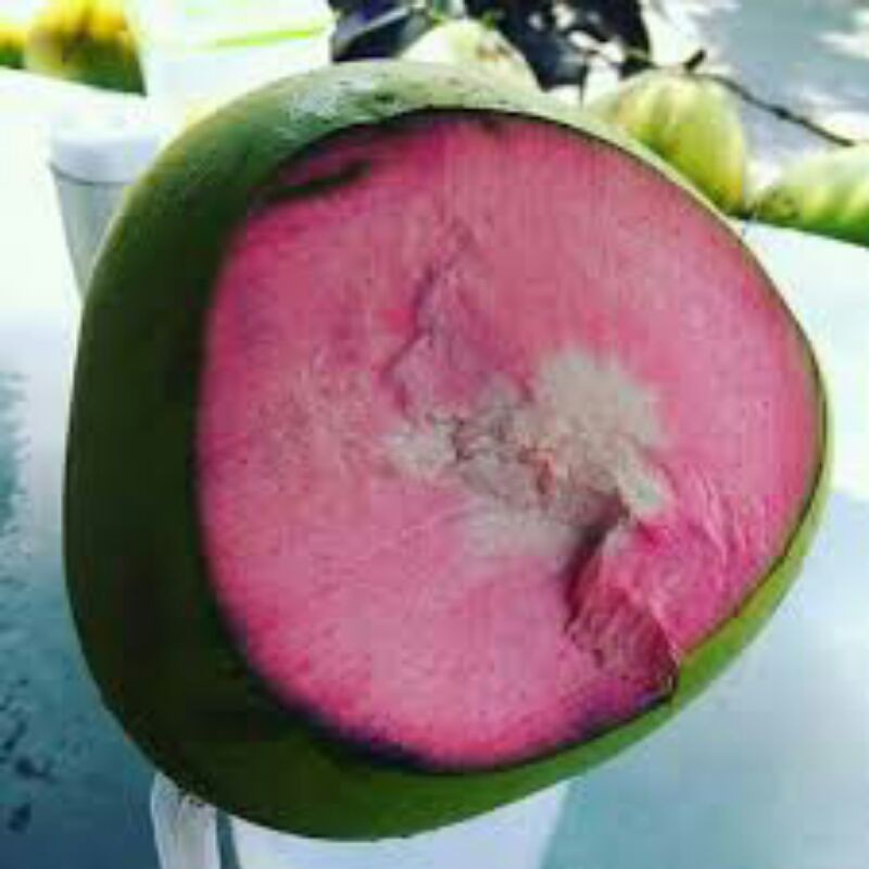 DEGAN WULUNG (DEGAN OBAT)