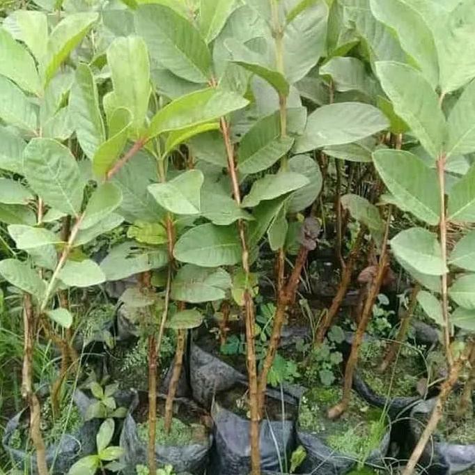 Tanaman Daun Mint (Peppermint) - Bibit Tanaman Hias Obat Herbal sab@ng