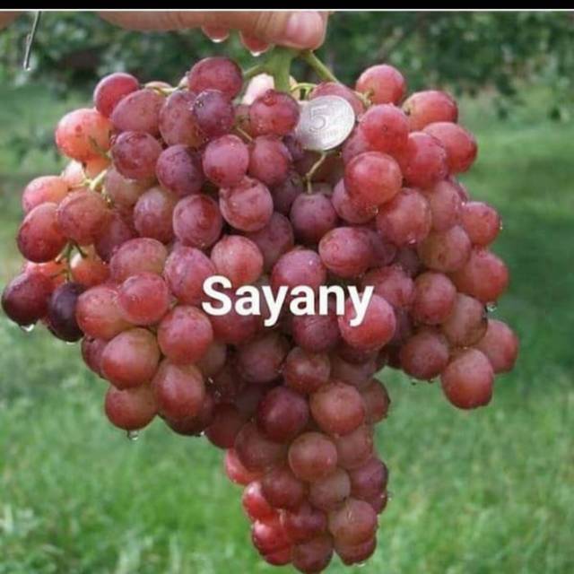 Bibit Anggur Import SAYANY ( SAYANI )