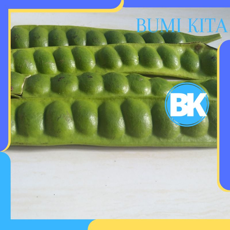 

Pete Sayur | Buah Pete Super | Banyak Manfaat | Bisa COD