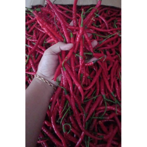 

Termurah Cabai Merah 1 kg Cabai Merah Keriting Cabe Merah Keriting