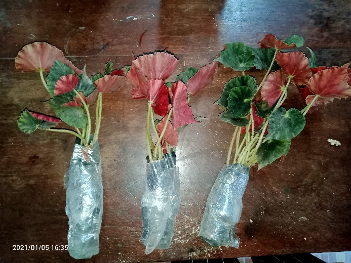 Begonia Tiger Tanaman Hias