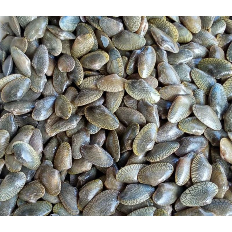 

KERANG BATIK 1KG FRES FROZEN TERMURAH TERLENGKAP TERDEKAT