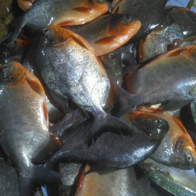 

Ikan bawal segar 500 gram