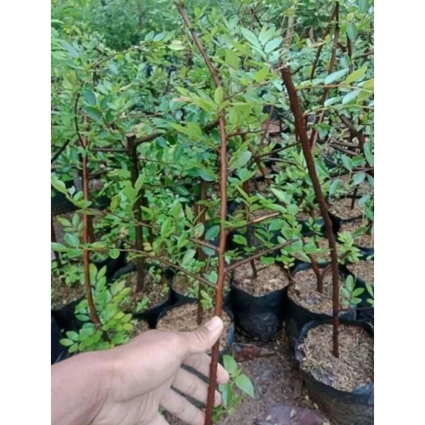 bahan bonsai ulmus mikro