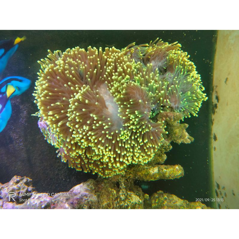 

anemon anemone klon clownfish hijau metalik