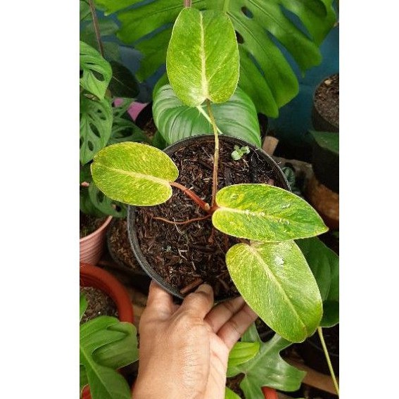 Painted Lady Philodendron