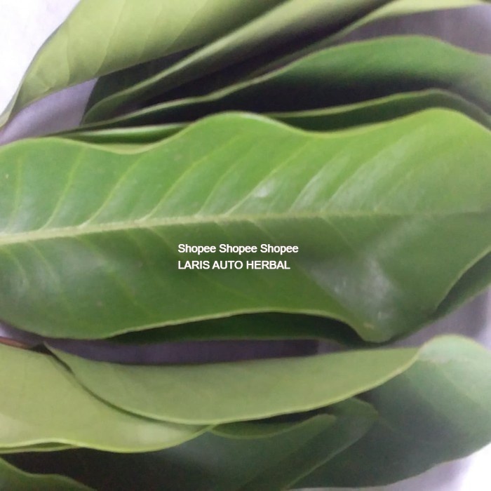 

daun salam wangi