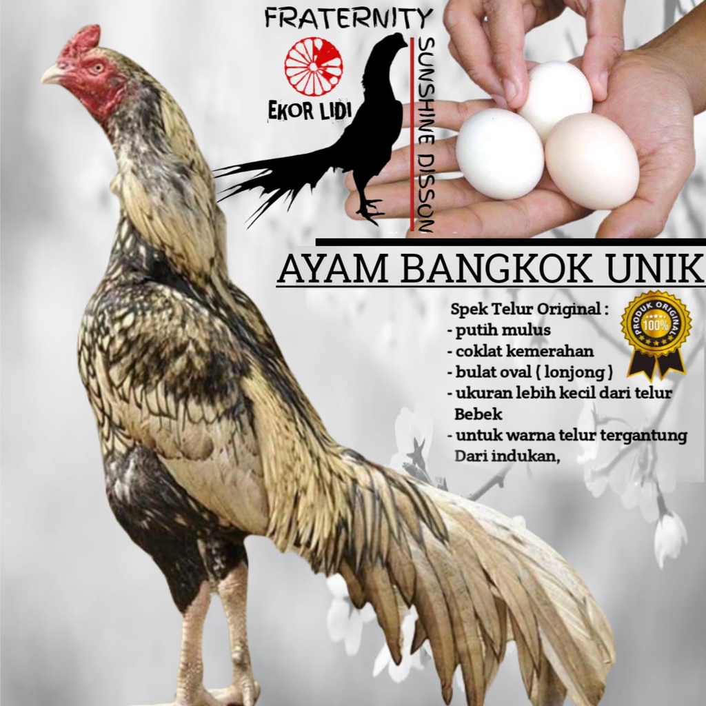 Ayam Bangkok Unik Ekor lidi limex Original paket 1butir