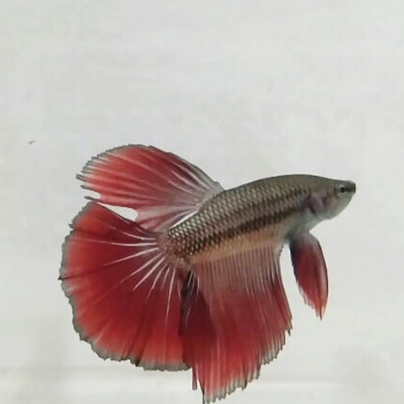 Ikan Cupang Halfmoon Red Black
