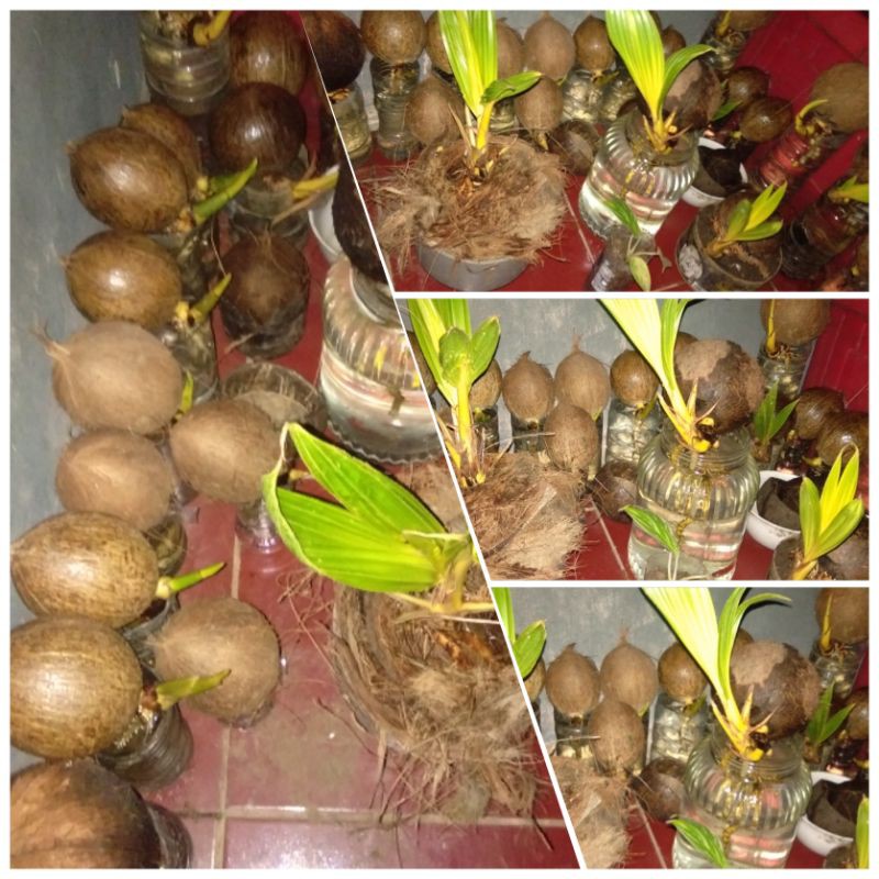 Benih bonsai kelapa minion 30k