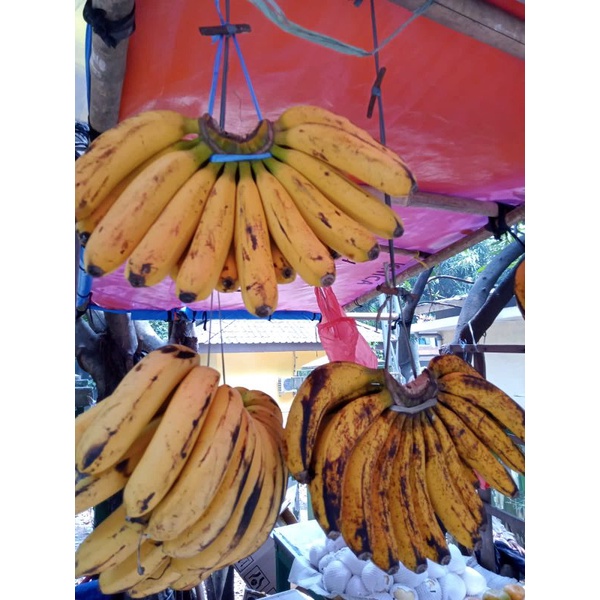 

pisang barangan kualitas super