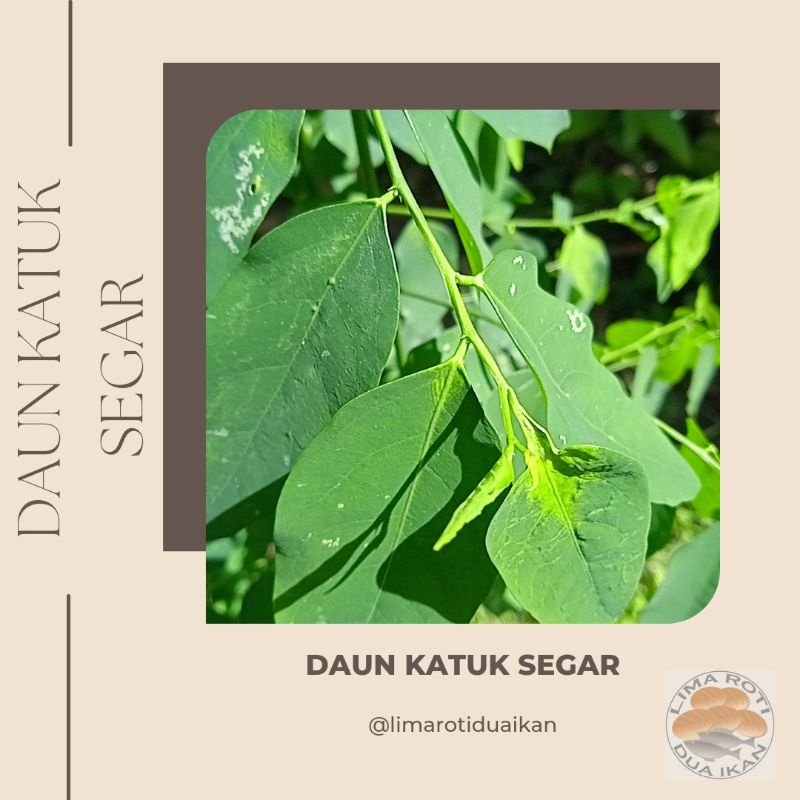 

Daun Katuk Fresh 100gr, Jual daun katuk terdekat