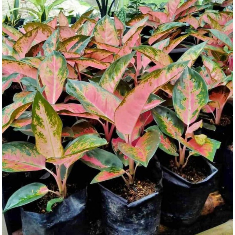 AGLONEMA RED KOCIN TERMURAH / KOCIN PARAMUAY / KOCIN PINK