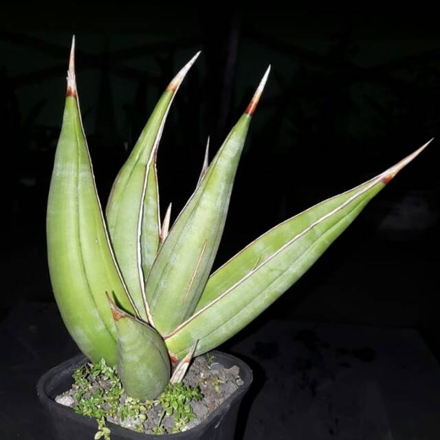 Sansevieria pinguicula