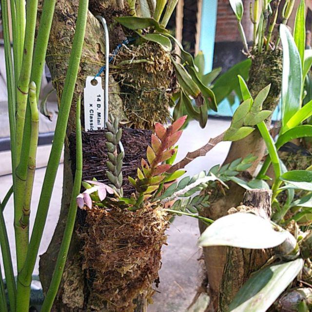 Dendrobium Leonis / Anggrek Lipan