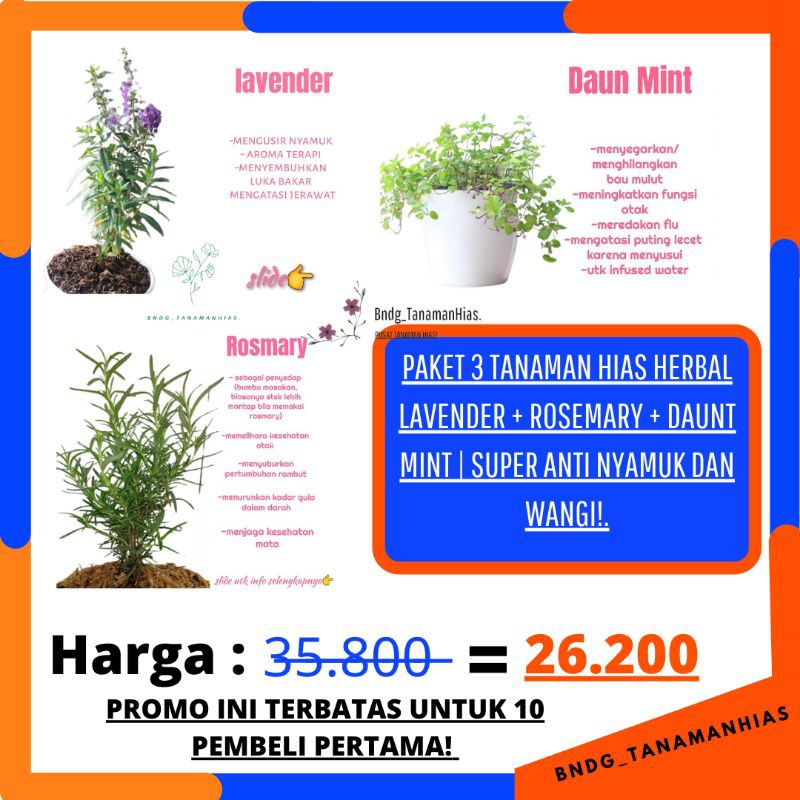 PAKET 3 TANAMAN HIAS HERBAL BUNGA LAVENDER ASLI + ROSEMARY + DAUN MINT | SUPER WANGI DAN ANTI NYAMUK