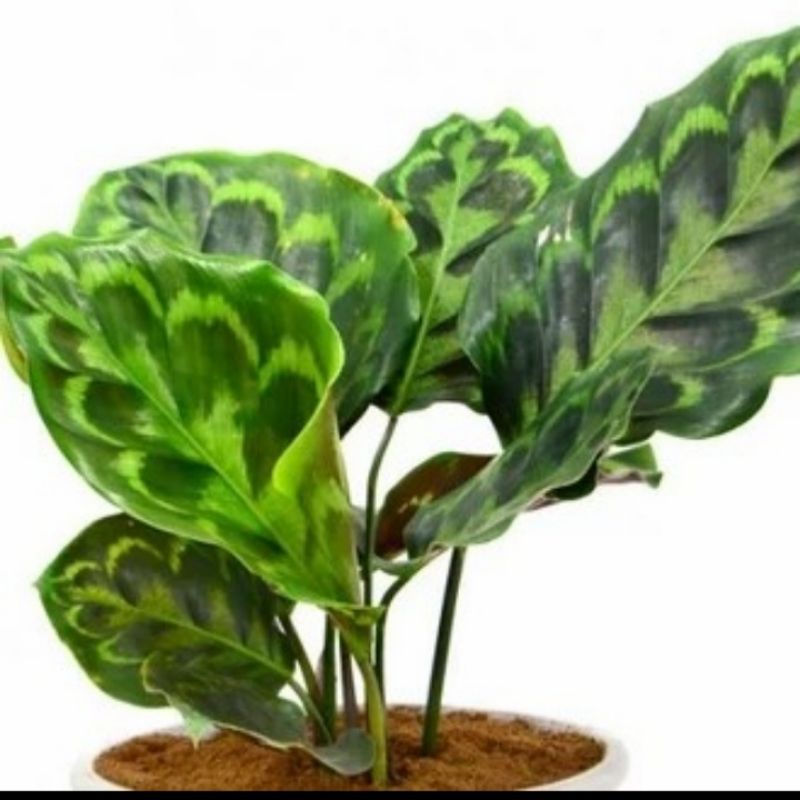Tanaman Hias Calatea Peacock - Calatea Hias