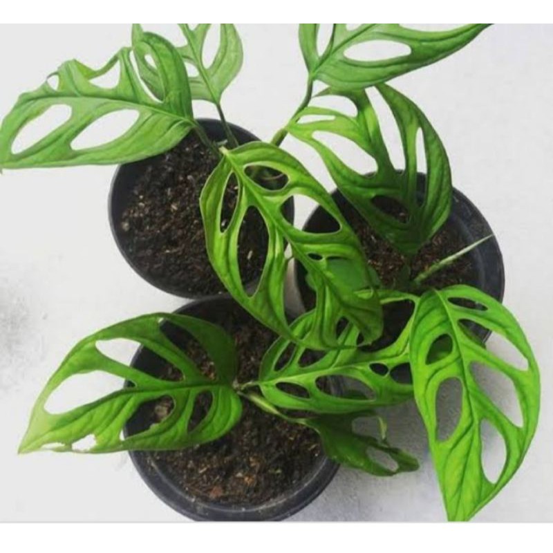 Monstera obliqua ( janda bolong)